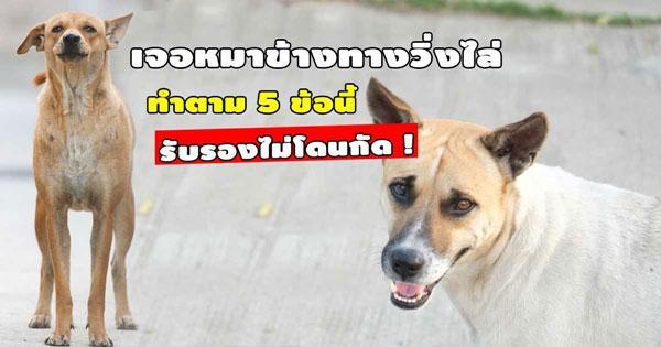 วิธีรับมือหมาไล่กัด วิธีรับมือหมาไล่กัด